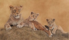 Sally Hynard (b.1959) 'Pride of Safina'